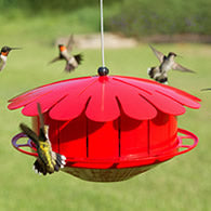 Hummingbird Feeders