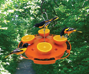 Oriole Bird Feeders