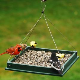  Image of a red bird and yellow bird on a flat bird feeder 