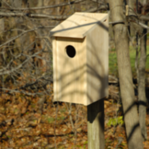 Heartwood Screech Owl Joy Box - Owl House