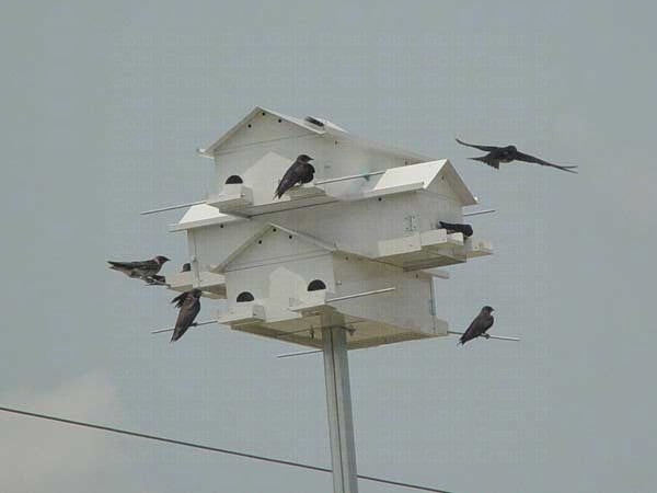 Goliad House with Crescent Doors - Starling Resistant Purple Martin House - 12 Room