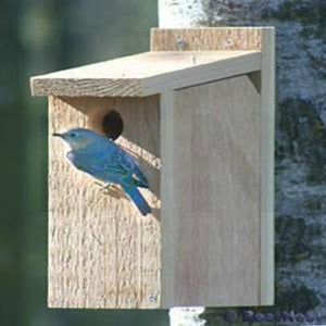 Songbird Essentials View Through BlueBird House                                                                                          