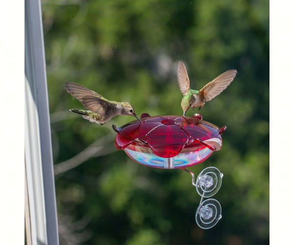 Ruby Sipper Window Hummingbird Feeder Clear